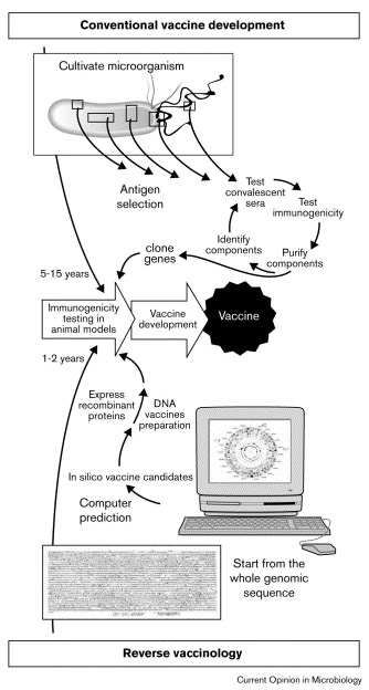 1. _Conventional Vaccine Development - Reverse_Vaccinology