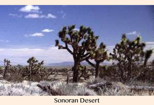 Pic 1. Your Radiation #42, Jan 30 - Feb 6, 2016