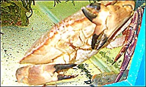 Pic 5. [Fig 4] 38183731_crab3001